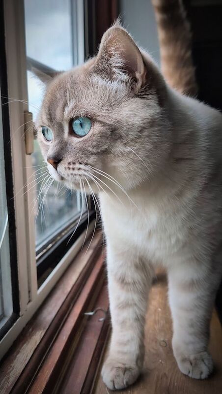British Shorthair stud dog for stud in London, Greater London – 1 year old - Image 3 of 7