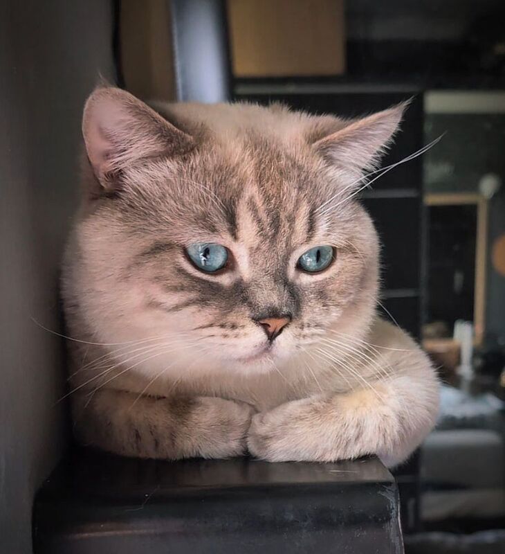 British Shorthair stud dog for stud in London, Greater London – 1 year old - Image 4 of 7