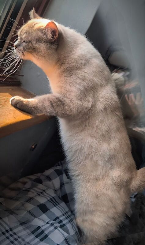 British Shorthair stud dog for stud in London, Greater London – 1 year old - Image 7 of 7