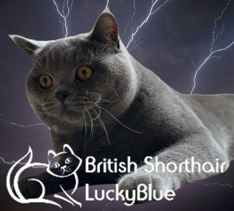British Shorthair stud dog for stud in Weldon, Northamptonshire – 1 year old