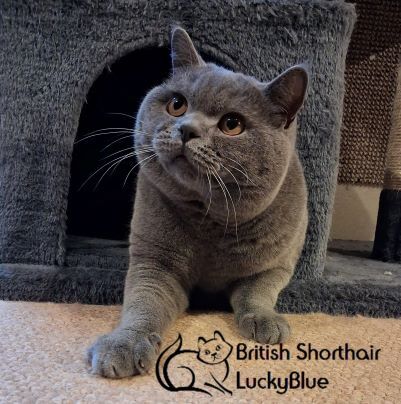 British Shorthair stud dog for stud in Weldon, Northamptonshire – 1 year old - Image 2 of 4