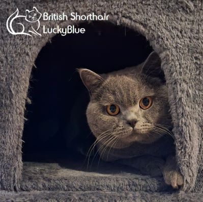 British Shorthair stud dog for stud in Weldon, Northamptonshire – 1 year old - Image 3 of 4
