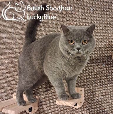 British Shorthair stud dog for stud in Weldon, Northamptonshire – 1 year old - Image 4 of 4