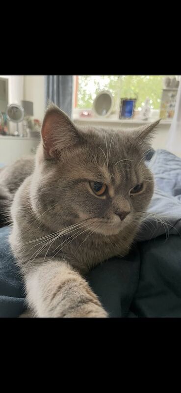 Stunning 2yr old male British shorthair/ragdoll for sale in Cheadle Hulme, Greater Manchester