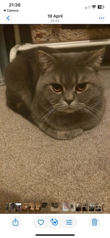 Stunning 2yr old male British shorthair/ragdoll for sale in Cheadle Hulme, Greater Manchester | Image 2