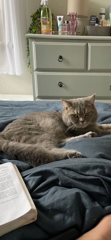 Stunning 2yr old male British shorthair/ragdoll for sale in Cheadle Hulme, Greater Manchester | Image 3