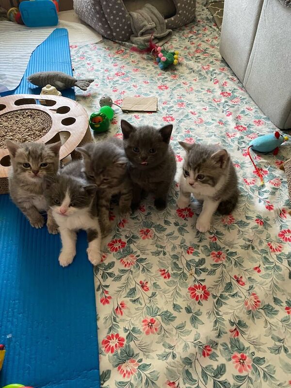 Stunning bicolour bsh kittens blue for sale in Milton Keynes, Buckinghamshire