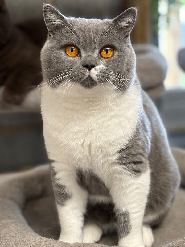 Stunning Blue White Bicolour BSH Stud - GCCF/TICA Reg 