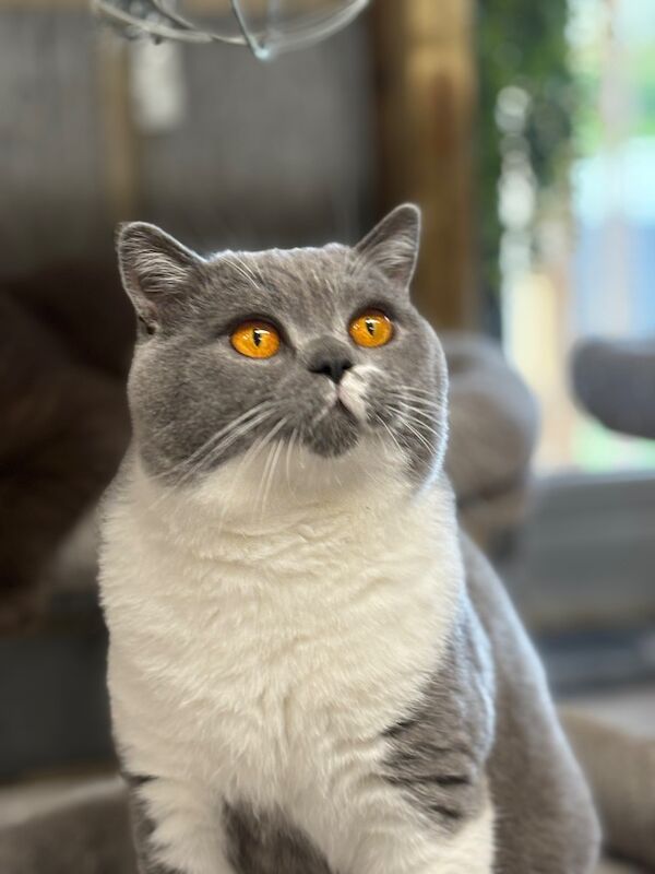 Stunning Blue White Bicolour BSH Stud - GCCF/TICA Reg - Image 2 of 7