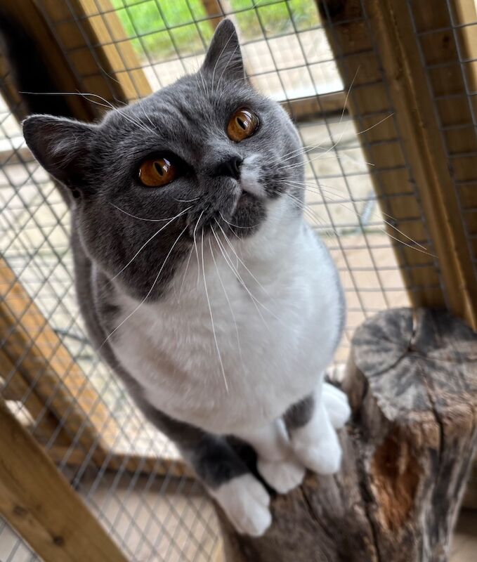 Stunning Blue White Bicolour BSH Stud - GCCF/TICA Reg - Image 3 of 7