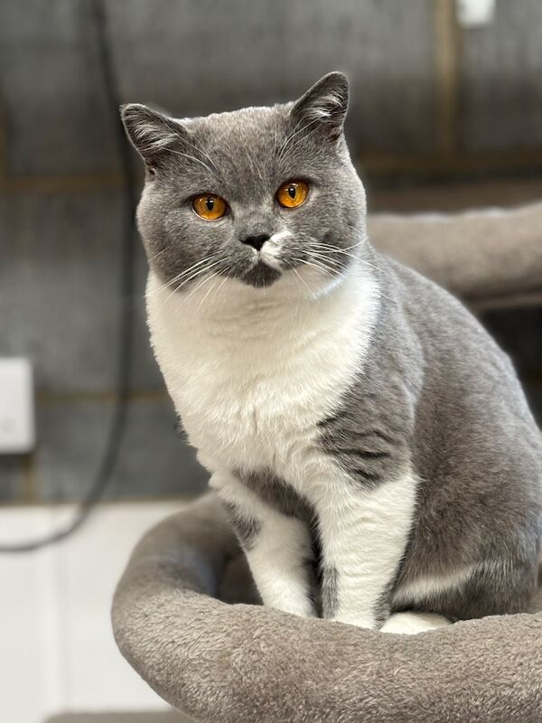 Stunning Blue White Bicolour BSH Stud - GCCF/TICA Reg - Image 4 of 7