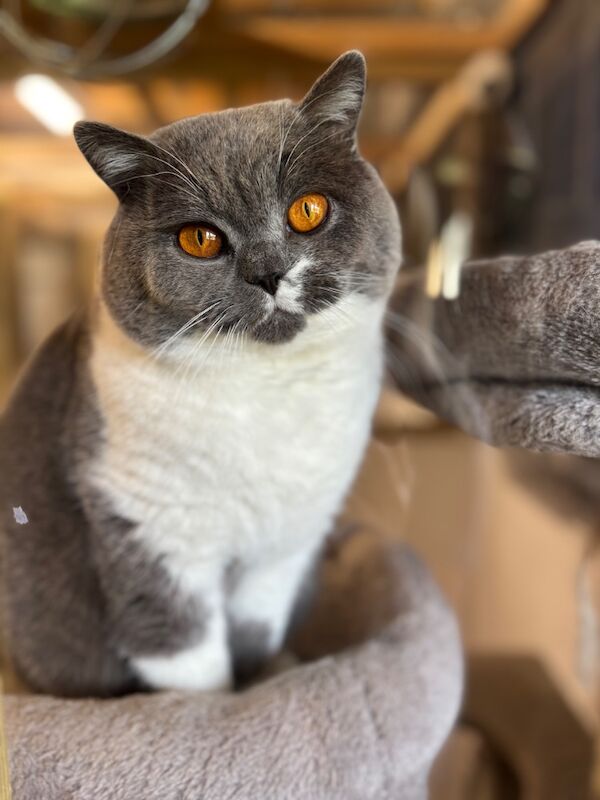 Stunning Blue White Bicolour BSH Stud - GCCF/TICA Reg - Image 5 of 7