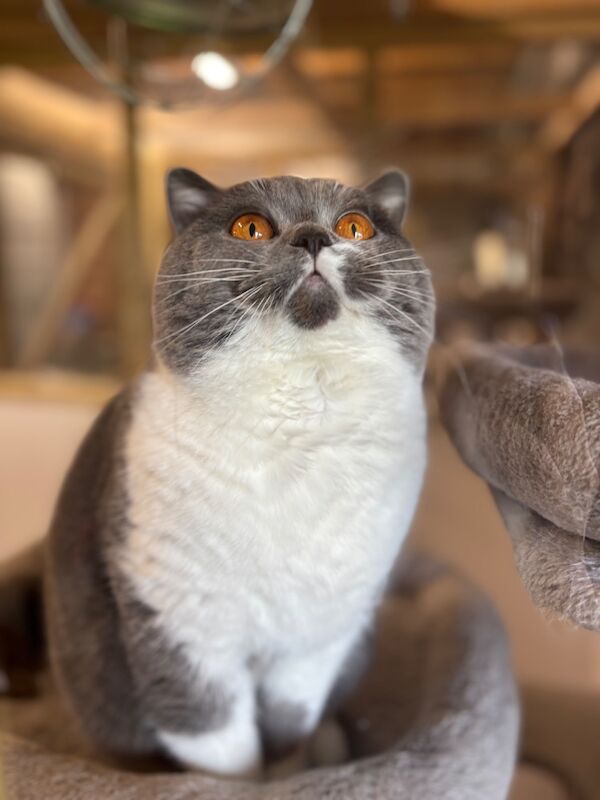 Stunning Blue White Bicolour BSH Stud - GCCF/TICA Reg - Image 6 of 7