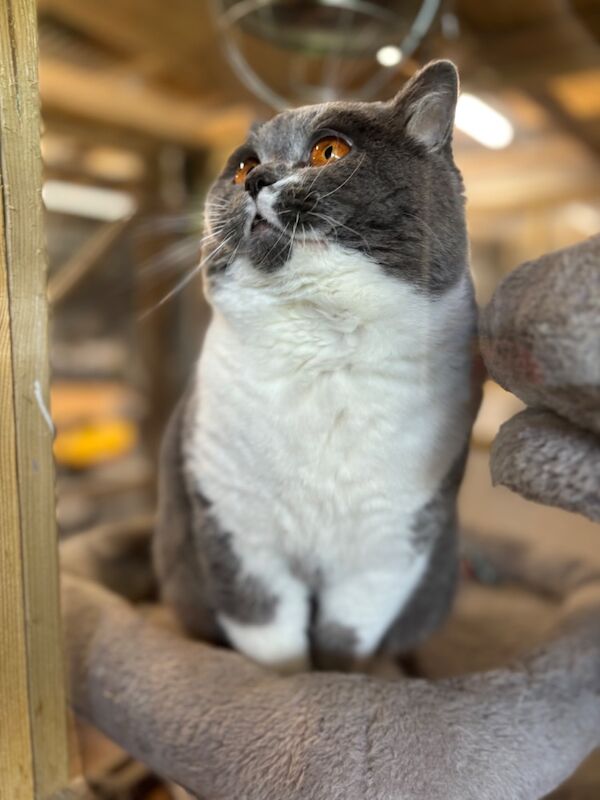 Stunning Blue White Bicolour BSH Stud - GCCF/TICA Reg - Image 7 of 7