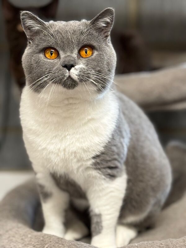 British Shorthair stud dog for stud in Doddington, Cambridgeshire – 1 year old