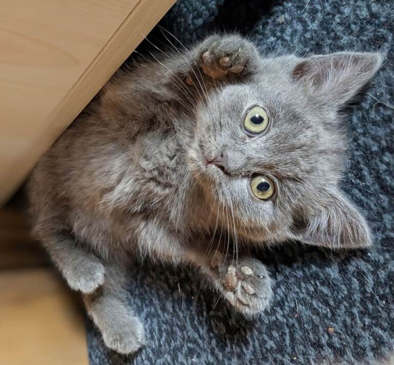 British Shorthair kittens for sale in Kessingland, Suffolk – 9 weeks old