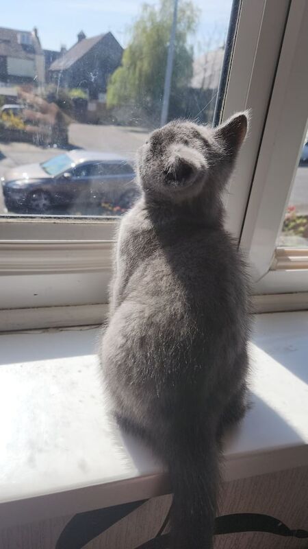 Stunning british short hair girl for sale in Queenborough, Kent