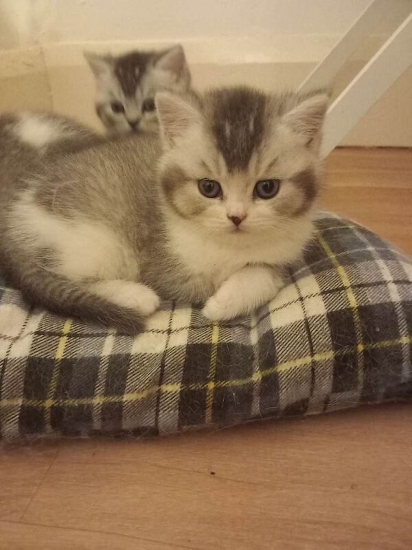 British Shorthair kittens for sale in Clacton-on-Sea, Essex – 6 weeks old