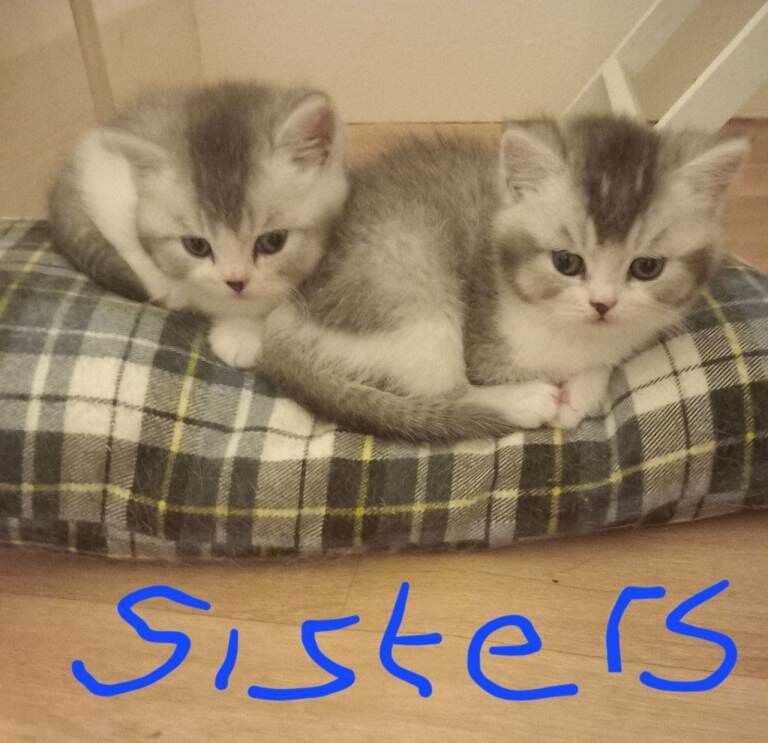 Stunning British short hair kittens - Image 2 of 4