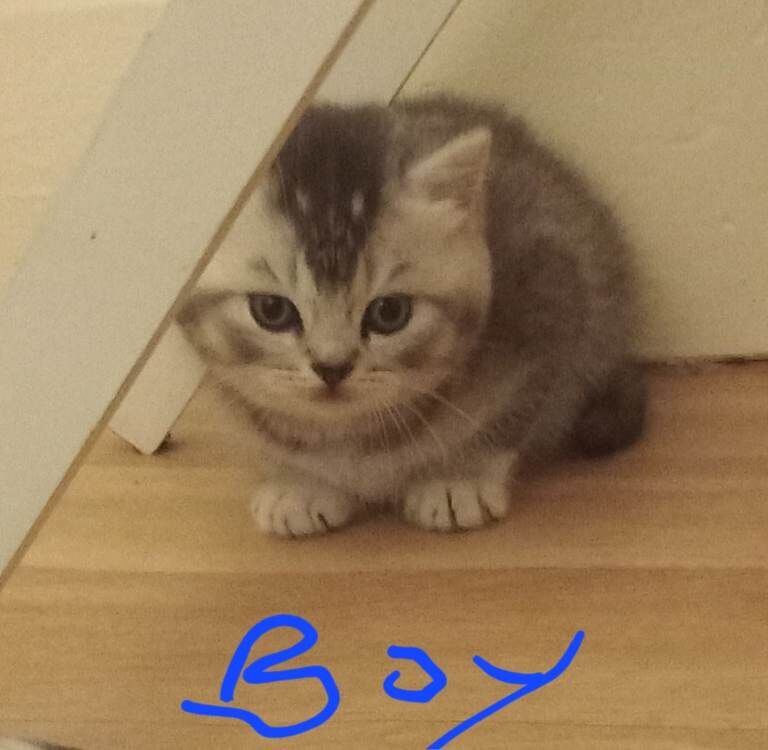 Stunning British short hair kittens - Image 3 of 4