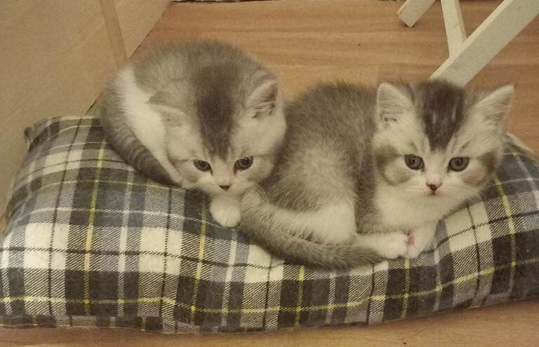 Stunning British short hair kittens - Image 4 of 4