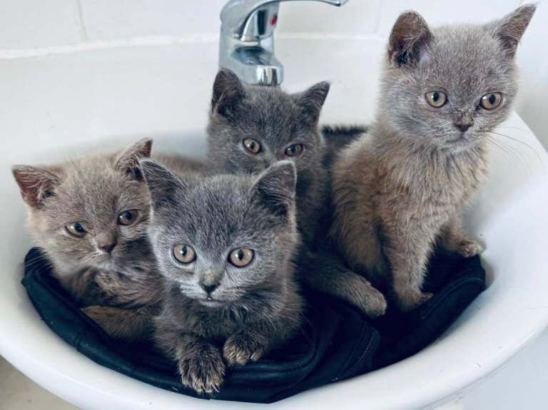 British Shorthair Kittens For Sale