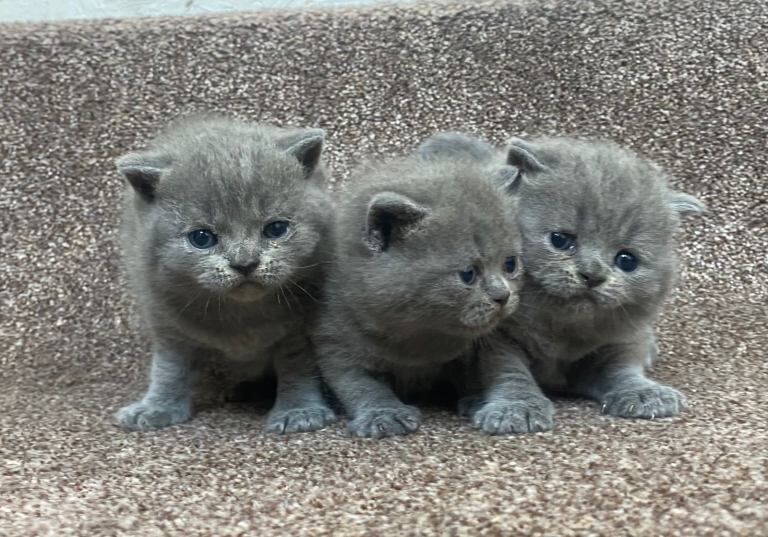 Stunning British Shorthair Blue Kittens