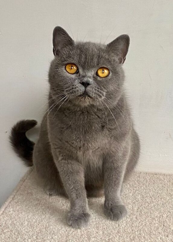 Stunning British Shorthair Blue Kittens - Image 2 of 4