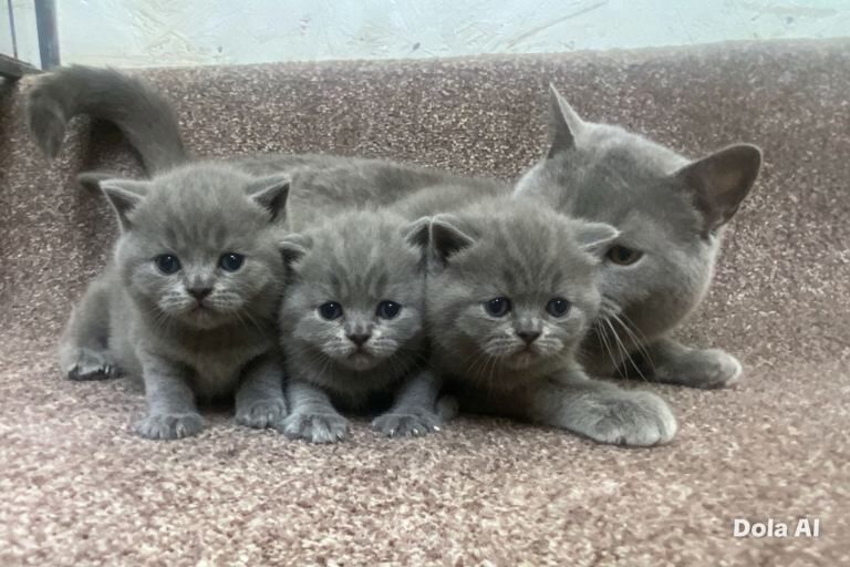 Stunning British Shorthair Blue Kittens - Image 3 of 4