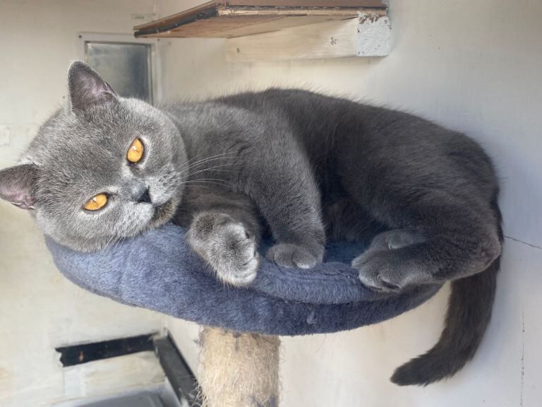 Stunning British Shorthair Blue Kittens - Image 4 of 4