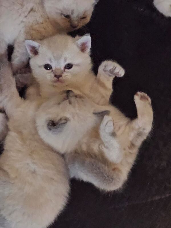 ✨ Stunning British Shorthair Colourpoint Kittens – Ready from 28th June 2025 ✨ for sale in Stoke-on-Trent, Staffordshire