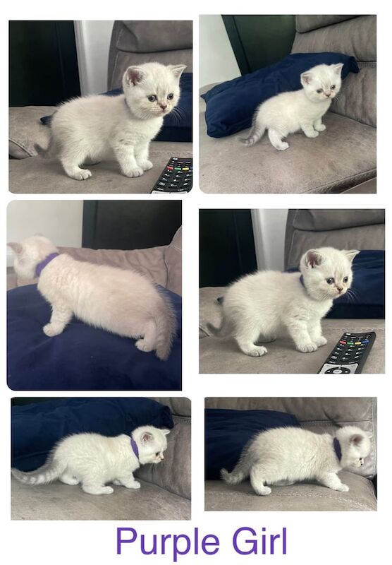 ✨ Stunning British Shorthair Colourpoint Kittens – Ready from 28th June 2025 ✨ for sale in Stoke-on-Trent, Staffordshire | Image 2