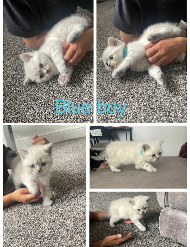 ✨ Stunning British Shorthair Colourpoint Kittens – Ready from 28th June 2025 ✨ for sale in Stoke-on-Trent, Staffordshire | Image 3