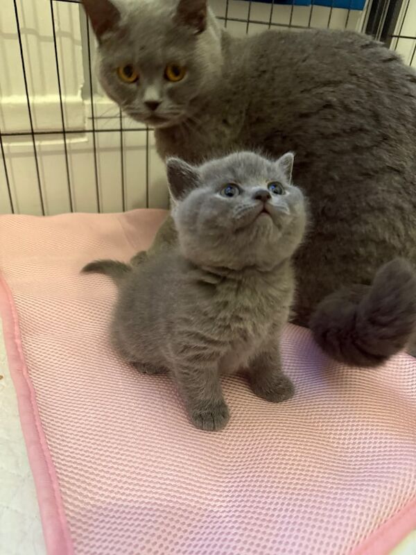 ✨ Stunning British Shorthair Kitten Looking for a Forever Home! ✨ for sale in Haringey, London