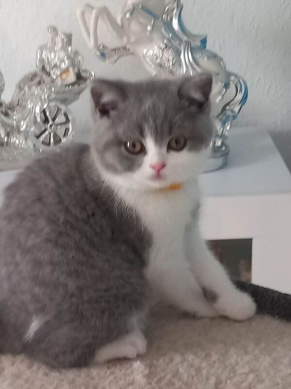 British Shorthair kittens for sale in Clacton-on-Sea, Essex – 9 weeks old