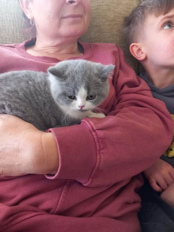 Stunning British Shorthair kittens 2 girls available - Image 2 of 3