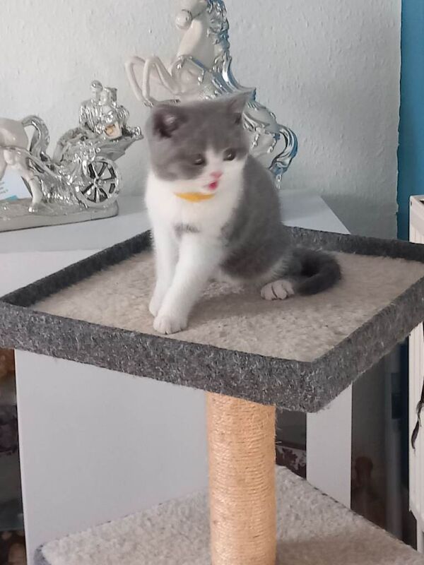 Stunning British Shorthair kittens 2 girls available - Image 3 of 3