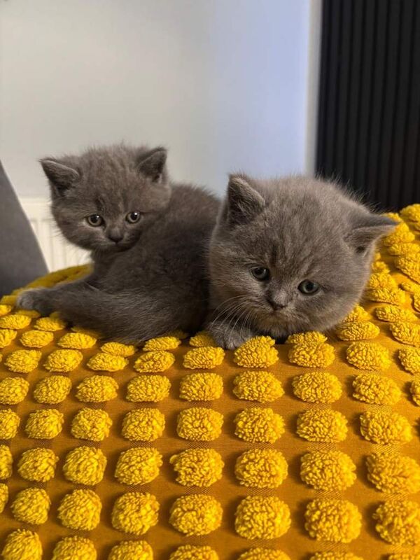 British Shorthair Kittens For Sale