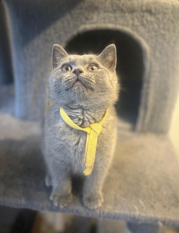Stunning British Shorthair kittens