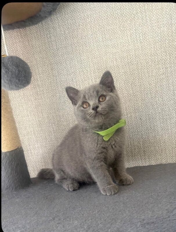 Stunning British Shorthair kittens - Image 2 of 3