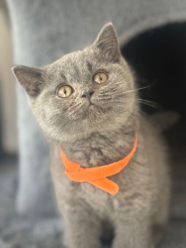 Stunning British Shorthair kittens - Image 3 of 3