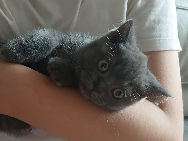 Stunning British Shorthair Kittens