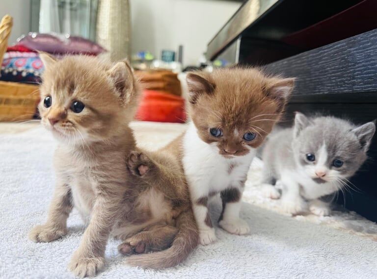 British Shorthair kittens for sale in Ilford, Greater London – 6 weeks old