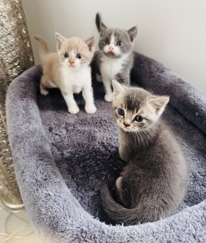 British Shorthair kittens for sale in Ilford, Greater London – 6 weeks old - Image 2 of 3