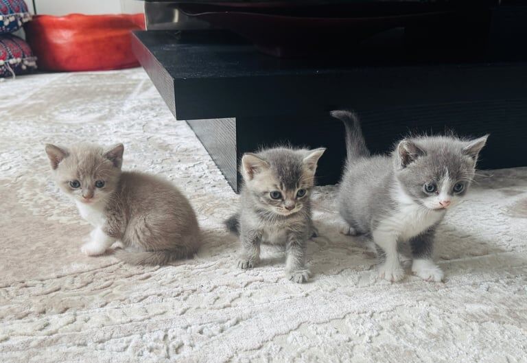 British Shorthair kittens for sale in Ilford, Greater London – 6 weeks old - Image 3 of 3