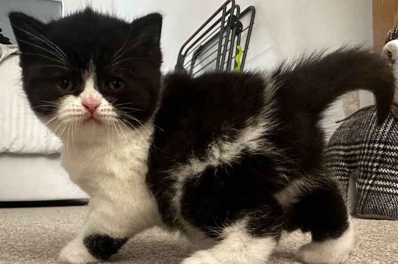 Stunning British Shorthair-Rare Black + White girl for sale in AB11 9NQ