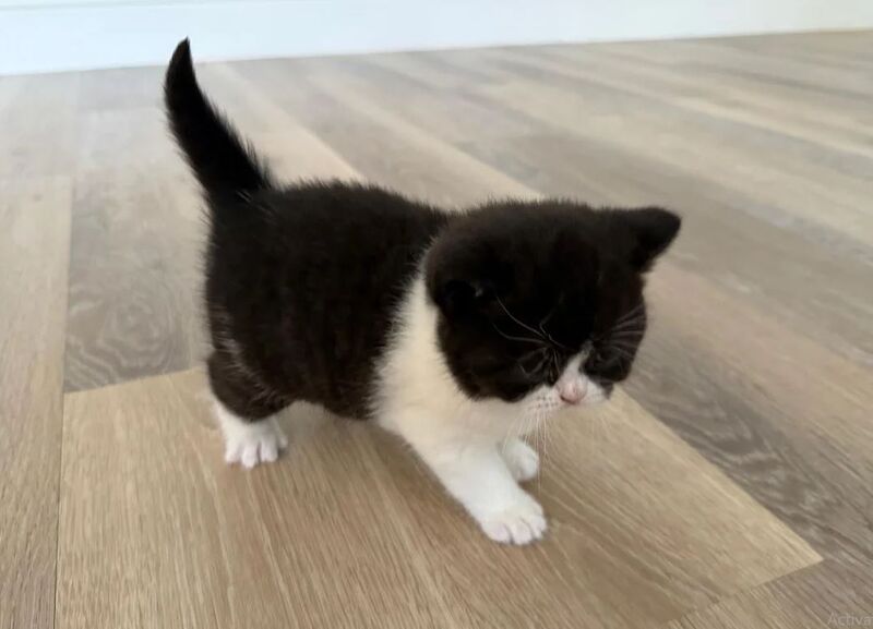 Stunning British Shorthair-Rare Black + White girl for sale in AB11 9NQ | Image 3