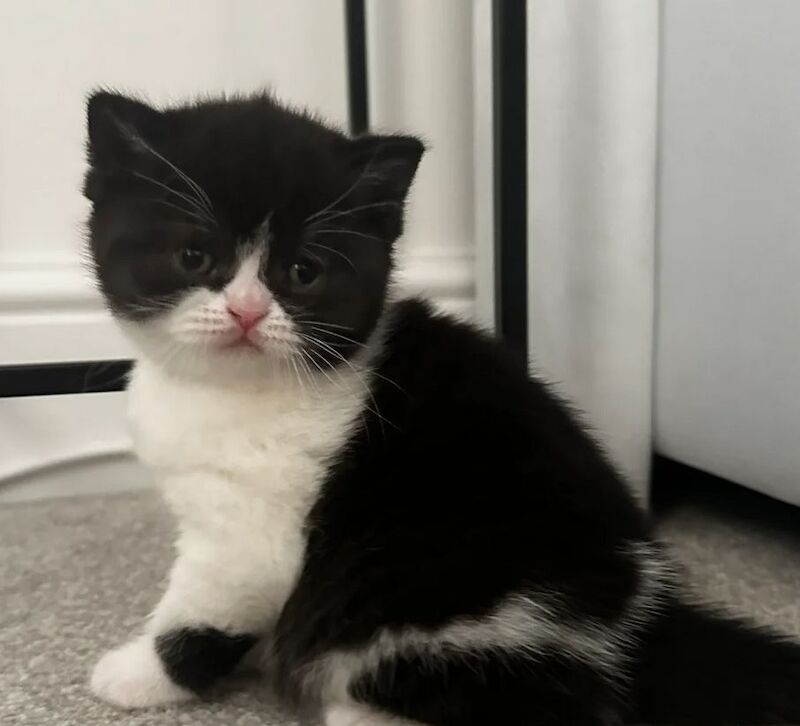 Stunning British Shorthair-Rare Black + White girl for sale in AB11 9NQ | Image 4