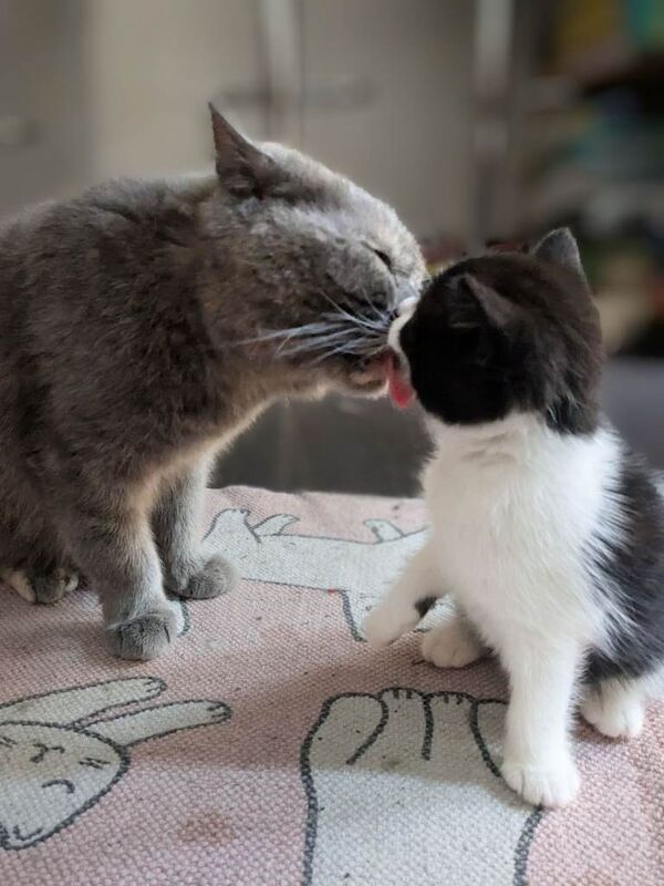 Stunning British Shorthair X Kittens for Sale - Image 2 of 4