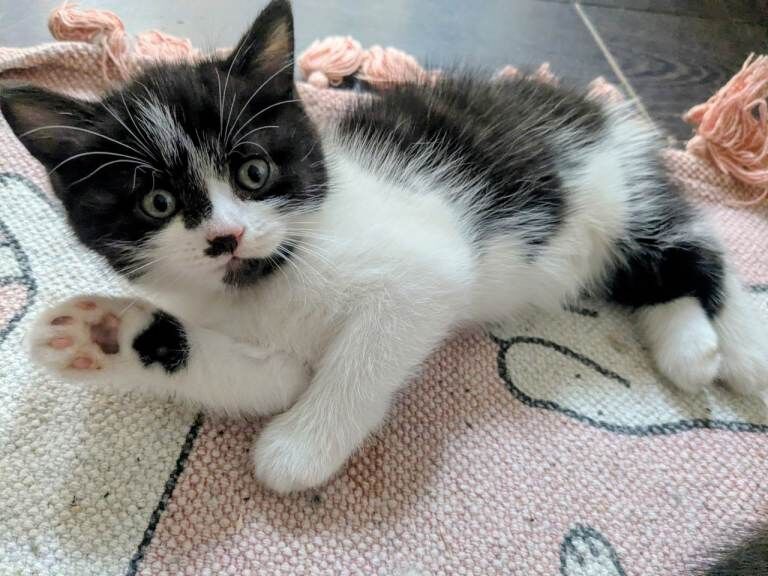 Stunning British Shorthair X Kittens for Sale - Image 3 of 4